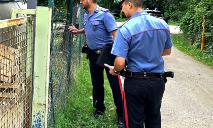 Ruba gli ortaggi negli orti della cooperativa: scatta l'arresto