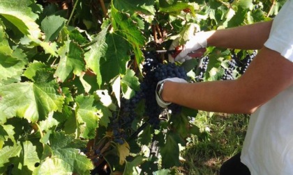 Vendemmia 2025, produzione in calo per il Consorzio Vino Chianti