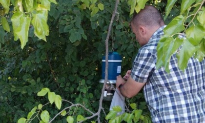 West Nile e Chikungunya ovunque, ma c'è chi non ha paura e... fa da esca per le zanzare
