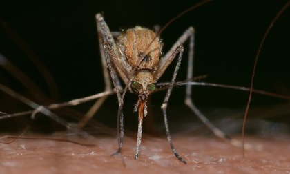 West Nile Virus: positivi alcuni uccelli selvatici in Provincia di Sondrio