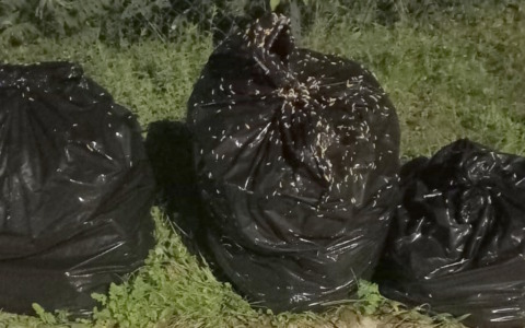 Al Canadà rifiuti di due settimane, i vermi fanno festa