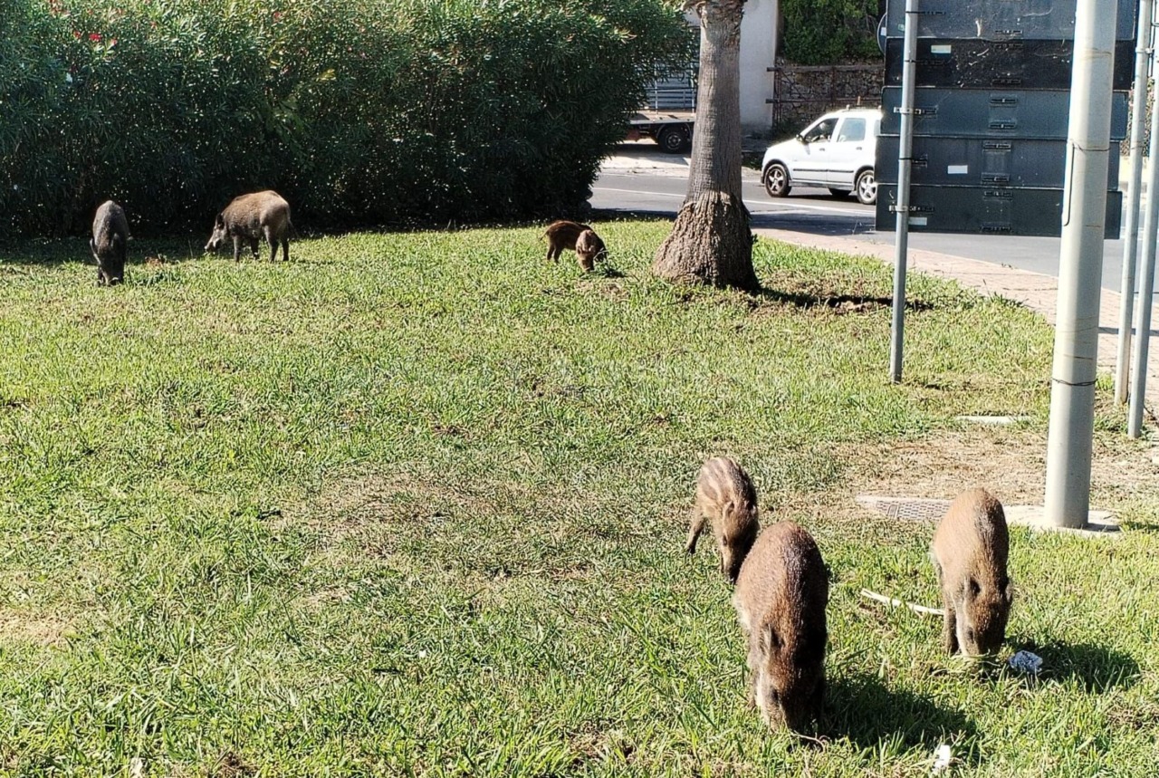 Allarme cinghiali sulla provinciale a Camporosso, minoranza: “E’ rischio incidenti”