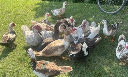 Barbata sotto choc: rubate e uccise otto anatre nella Roggia Fontanone