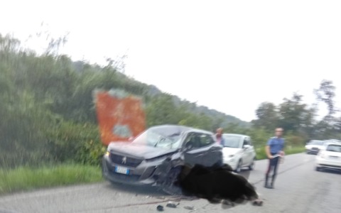 Cavallo contro un’auto, ferita una donna