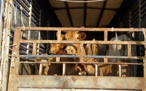Dermatite bovina: si è concluso il piano vaccinale. Blocco movimentazione per i non vaccinati