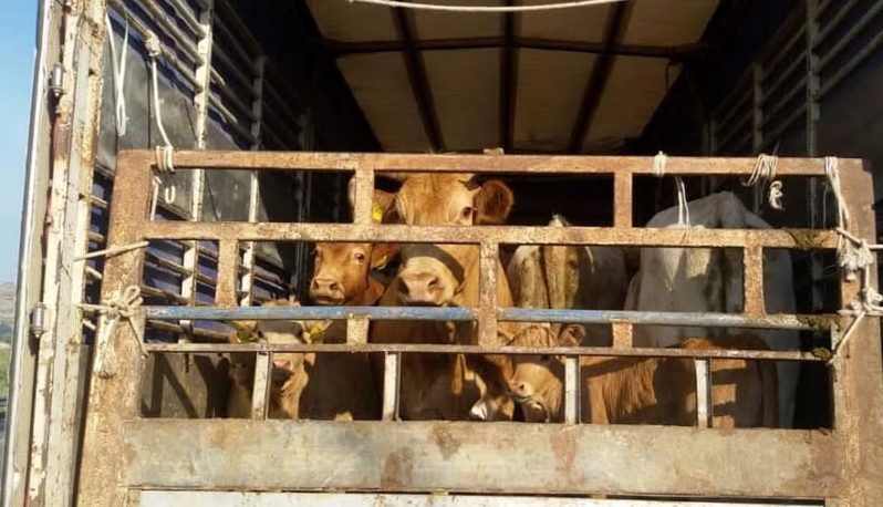 Dermatite bovina: si è concluso il piano vaccinale. Blocco movimentazione per i non vaccinati