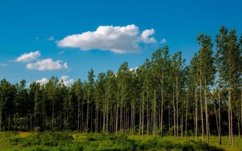 Fino a 1000 ettari di nuovi pioppeti su terreni agricoli in Piemonte