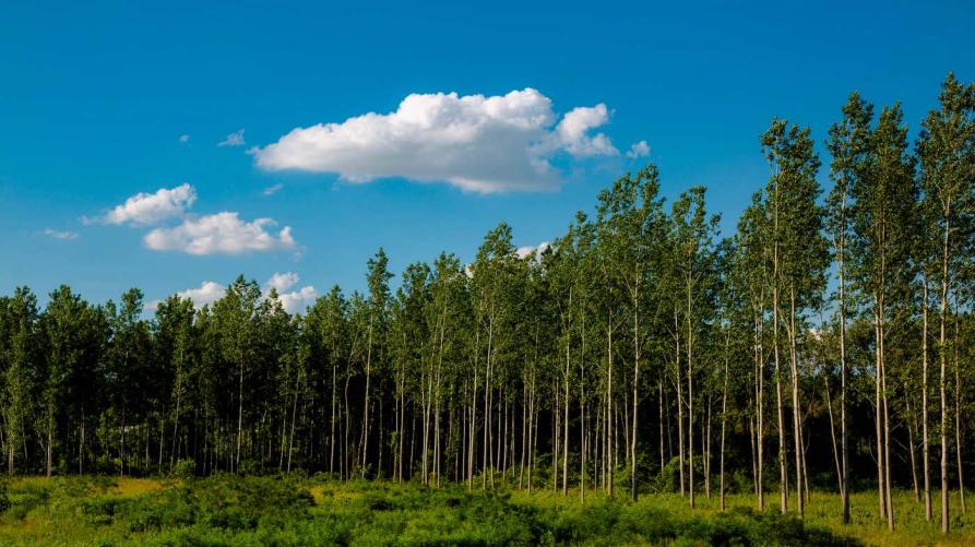 Fino a 1000 ettari di nuovi pioppeti su terreni agricoli in Piemonte