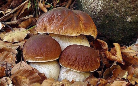 Funghi in Liguria, Asl1: “Attenzione alle intossicazioni in autunno”