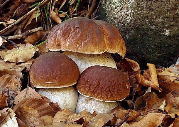 Funghi in Liguria, Asl1: “Attenzione alle intossicazioni in autunno”