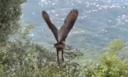 Il Gufo Reale recuperato a Santa Margherita è tornato a volare