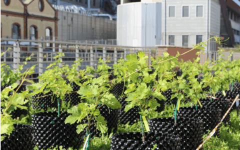 Inaugurata al Politecnico di Torino “Campus Grapes”, la prima vigna hi-tech al mondo