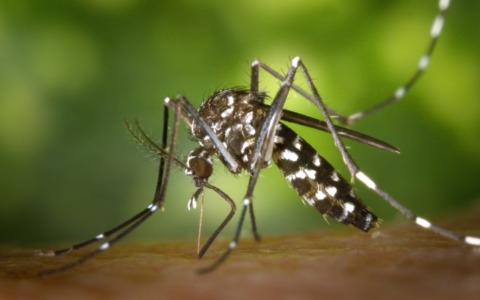 Sospetto caso di Dengue in paese: disinfestazione straordinaria nei prossimi tre giorni