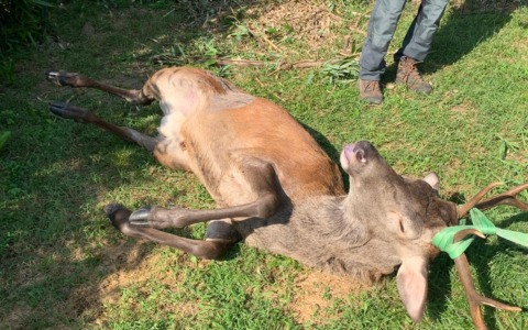Un cervo morto nel parco Aldo Moro