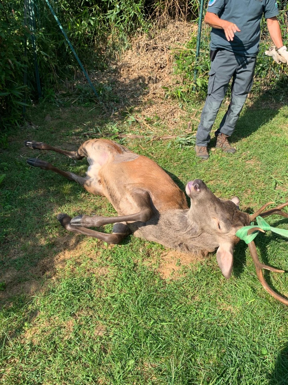 Un cervo morto nel parco Aldo Moro