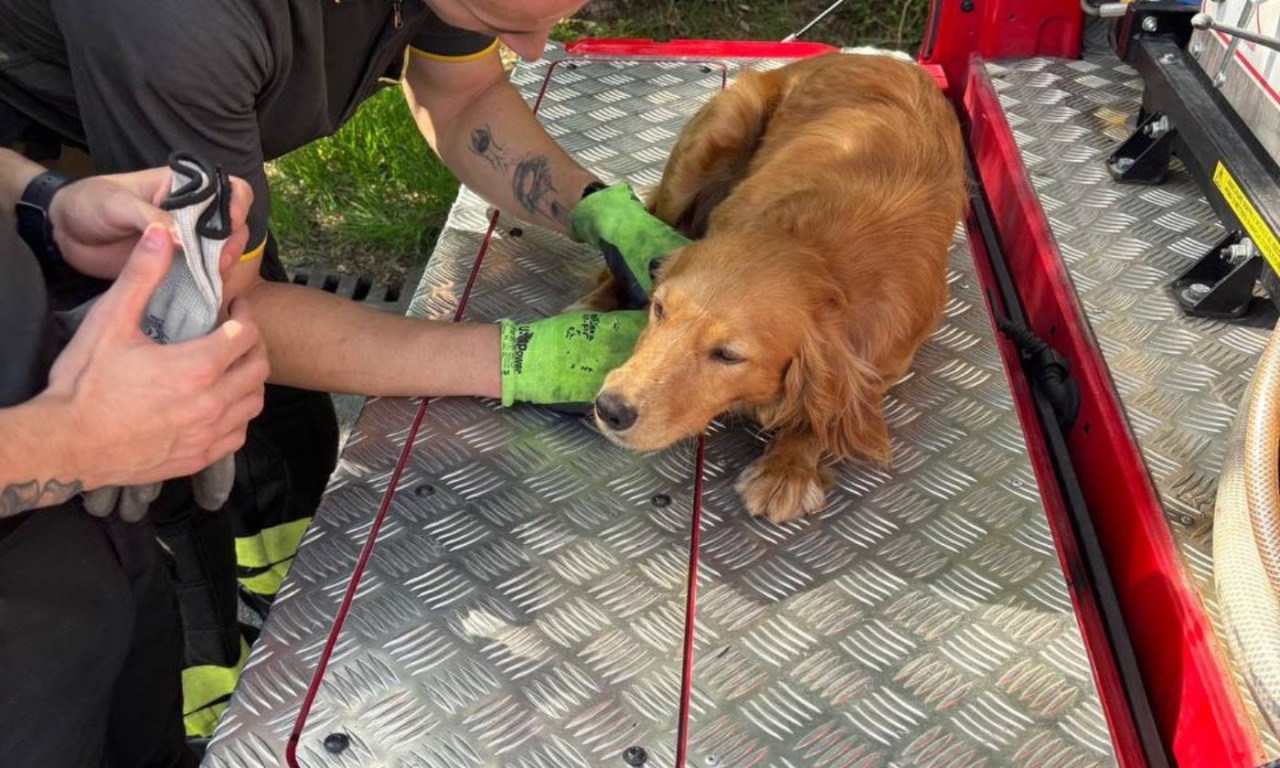 Vigili del fuoco salvano il secondo cane della giornata