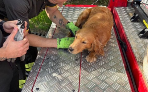 Vigili del fuoco salvano il secondo cane della giornata
