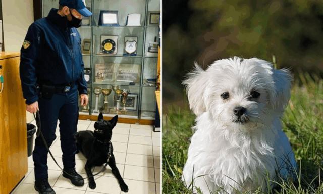 Addestrato solo quattro mesi invece di otto: il cane antidroga Luke uccide un maltese a Treviso