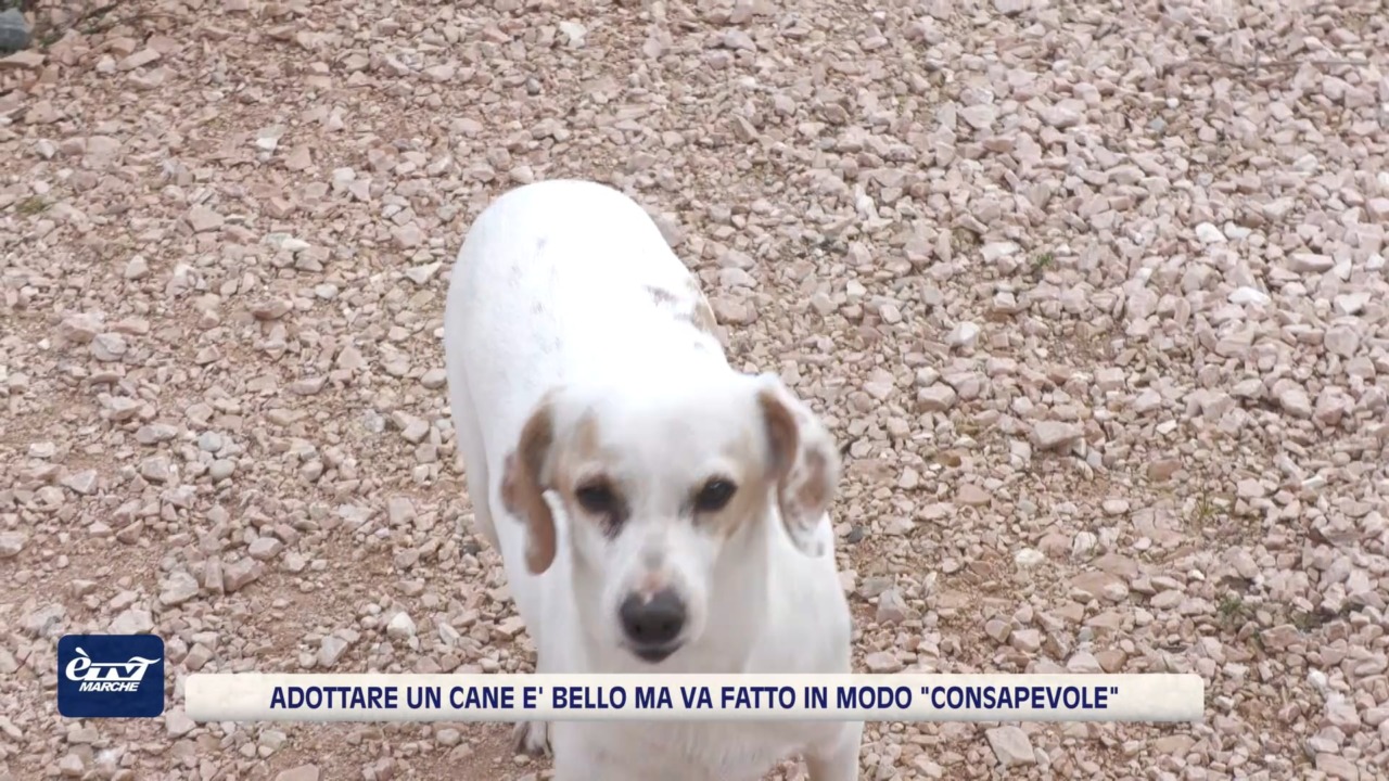 Adottare un cane? Sì ma con consapevolezza. L’esempio del canile Ca’ Lucio di Urbino – VIDEO