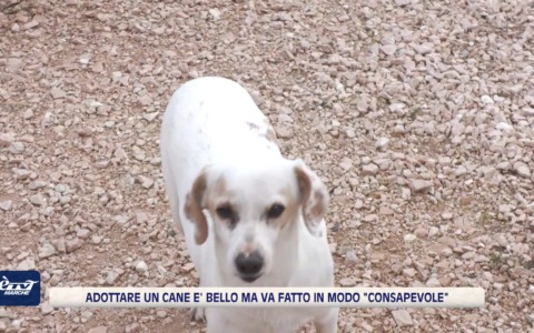 Adottare un cane? Sì ma con consapevolezza. L’esempio del canile Ca’ Lucio di Urbino – VIDEO