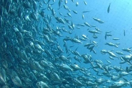 Biodiversità in fuga: nel mar Tirreno specie in migrazione per il clima che cambia
