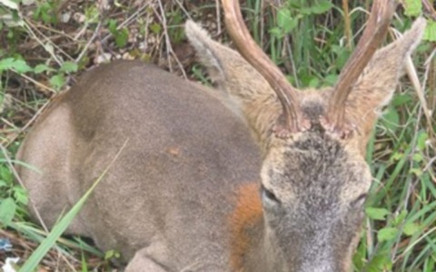 Capriolo sulla superstrada Val di Chienti: intervento della Polizia Stradale evita l’investimento e mette in salvo l’animale