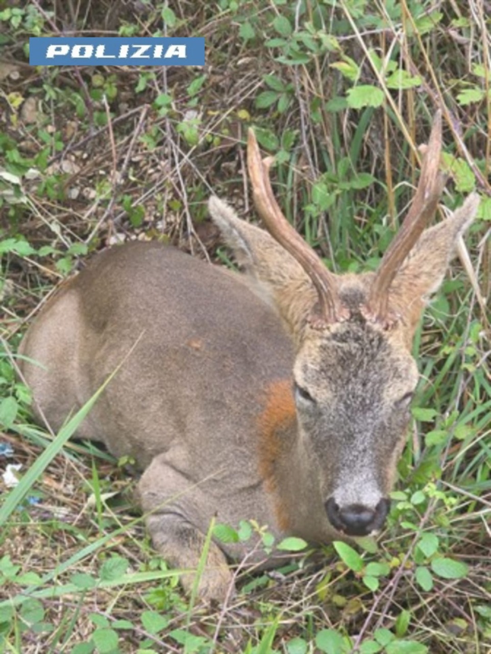 Capriolo sulla superstrada Val di Chienti: intervento della Polizia Stradale evita l’investimento e mette in salvo l’animale
