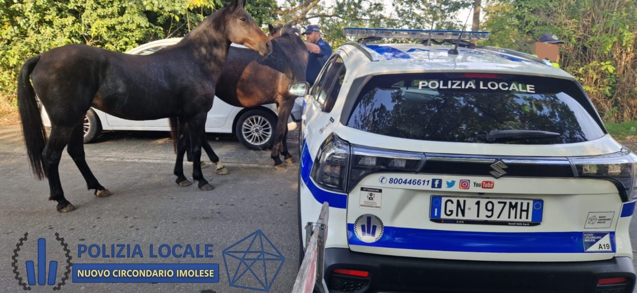 Cavalli in fuga alla gara ‘Tre Monti’, la Polizia Locale sventa il pericolo di incidenti