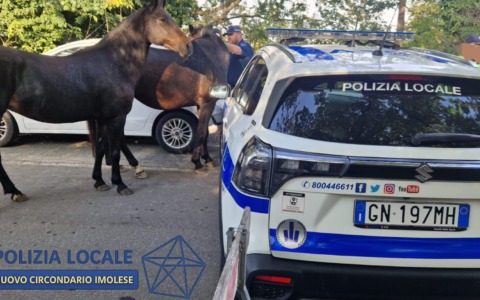 Cavalli in fuga alla gara ‘Tre Monti’, la Polizia Locale sventa il pericolo di incidenti