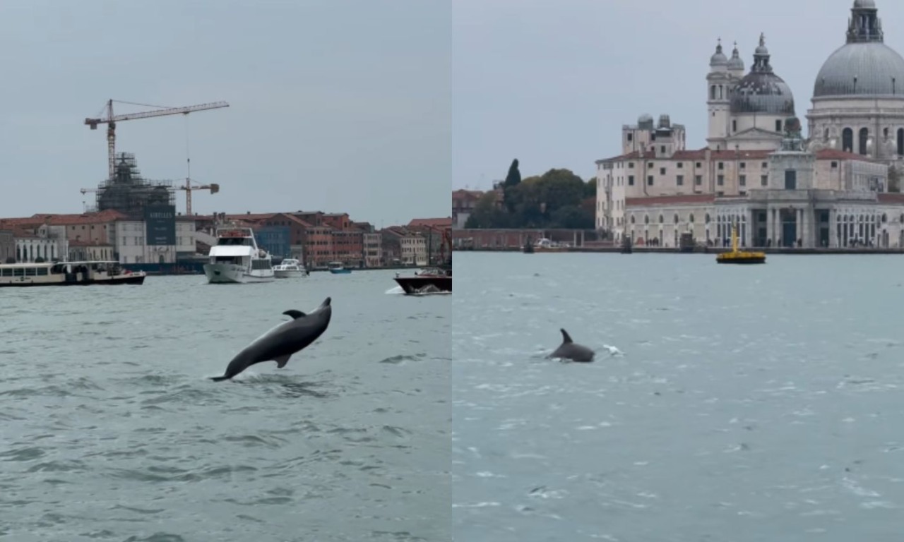 Delfino salta “felice” nel bacino di San Marco a Venezia, ma i residenti lanciano l’allarme: “E’ in pericolo”