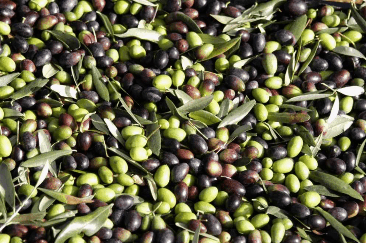Iniziata la raccolta delle olive