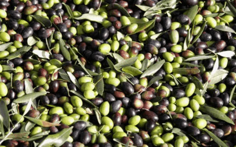Iniziata la raccolta delle olive