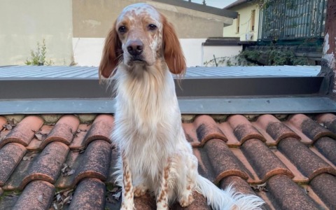 Lecco, scomparso il cane Zack nei pressi del rifugio bar Milani: l’appello del proprietario