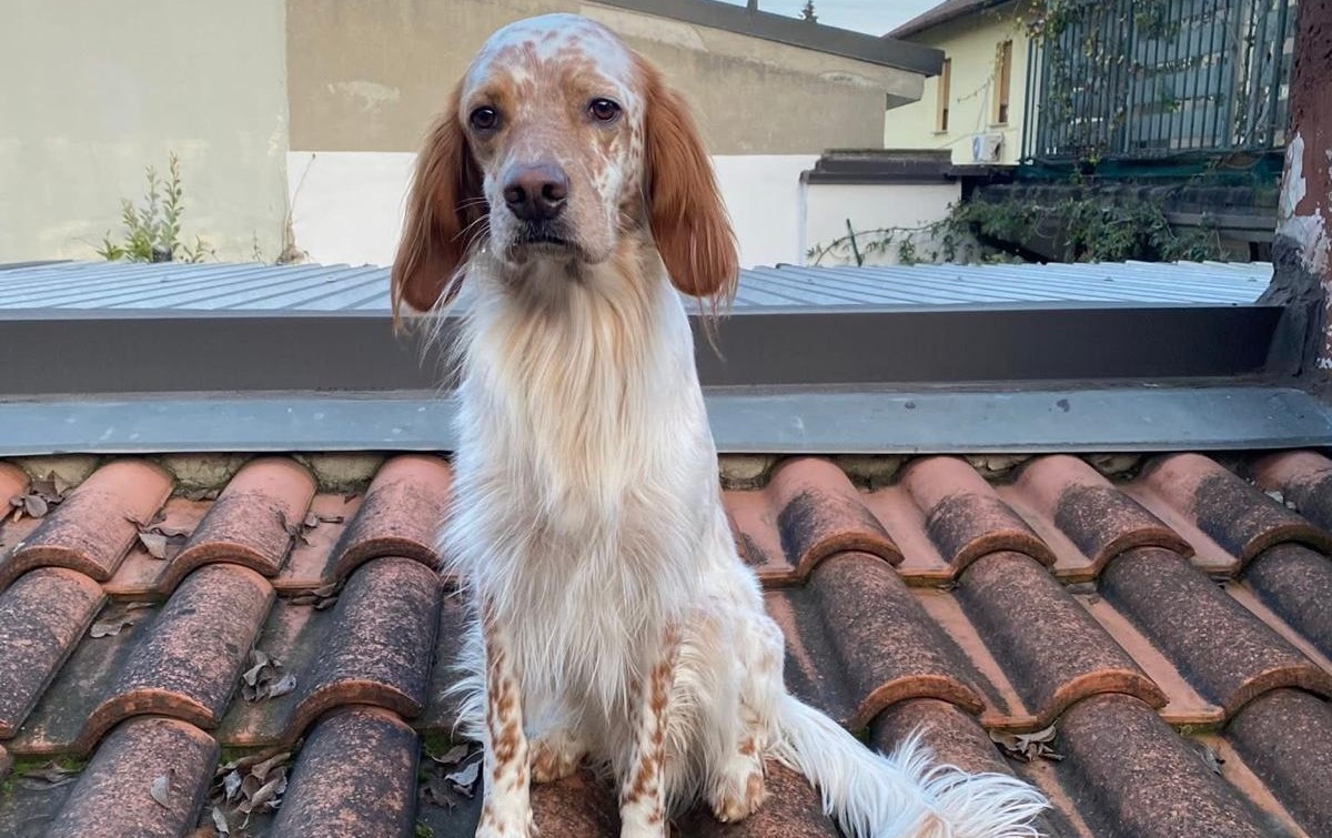 Lecco, scomparso il cane Zack nei pressi del rifugio bar Milani: l’appello del proprietario