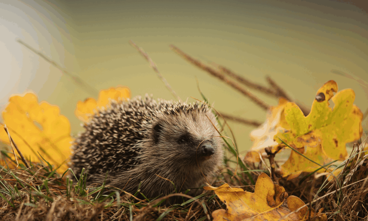 Lodi, al via il primo progetto per il recupero della fauna selvatica