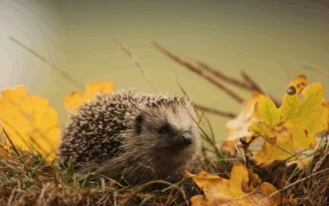Lodi, al via il primo progetto per il recupero della fauna selvatica