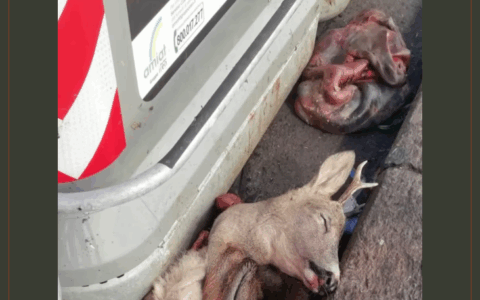 Orrore a Barriera di Milano: resti di capriolo e cinghiale abbandonati tra i cassonetti