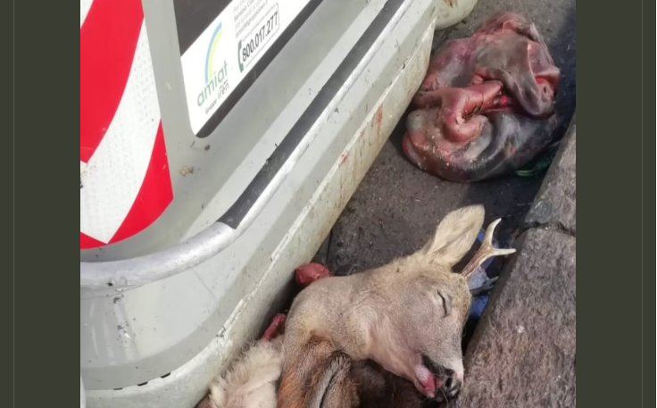 Orrore a Barriera di Milano: resti di capriolo e cinghiale abbandonati tra i cassonetti