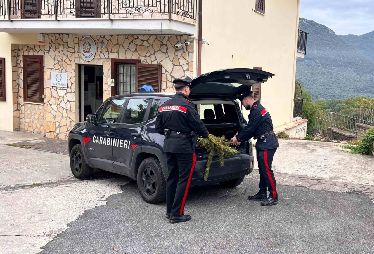 Pensionato coltivava marijuana in casa, arrestato