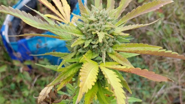 Piantagione di cannabis lungo il Reno sequestrata dalla polizia locale della Città metropolitana