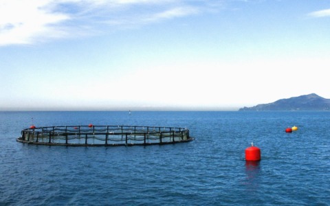 Ricorso di Aqua de Ma al Consiglio di Stato, Comune di Lavagna si costituisce in giudizio