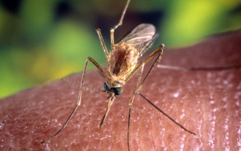 Sospetto caso Dengue a Pontedera