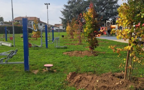 Taglio di alberi, via i pioppi cipressini