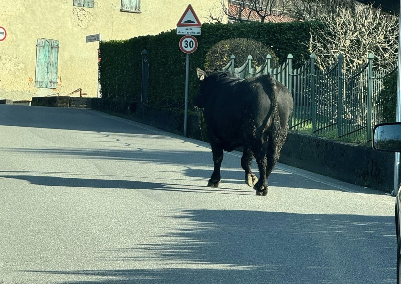 Toro in fuga nel Casatese, ricerche in corso da parte delle forze dell’ordine