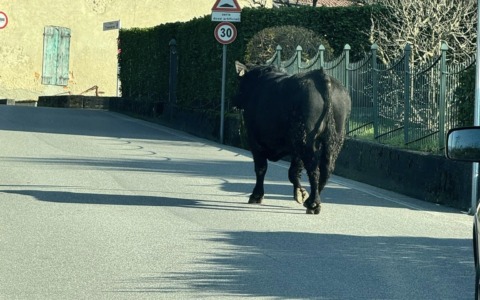 Toro in fuga nel Casatese, ricerche in corso da parte delle forze dell’ordine