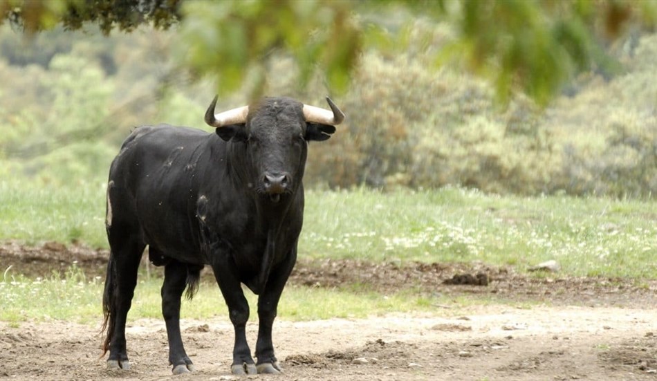Toro in fuga per la libertà nel Casatese, lo cercano le forze dell’ordine e Ats Brianza