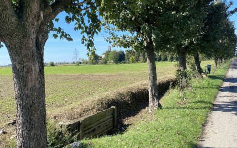 Via Madonna dei Campi, la “polemica degli alberi” lascia il Consiglio e anima i social