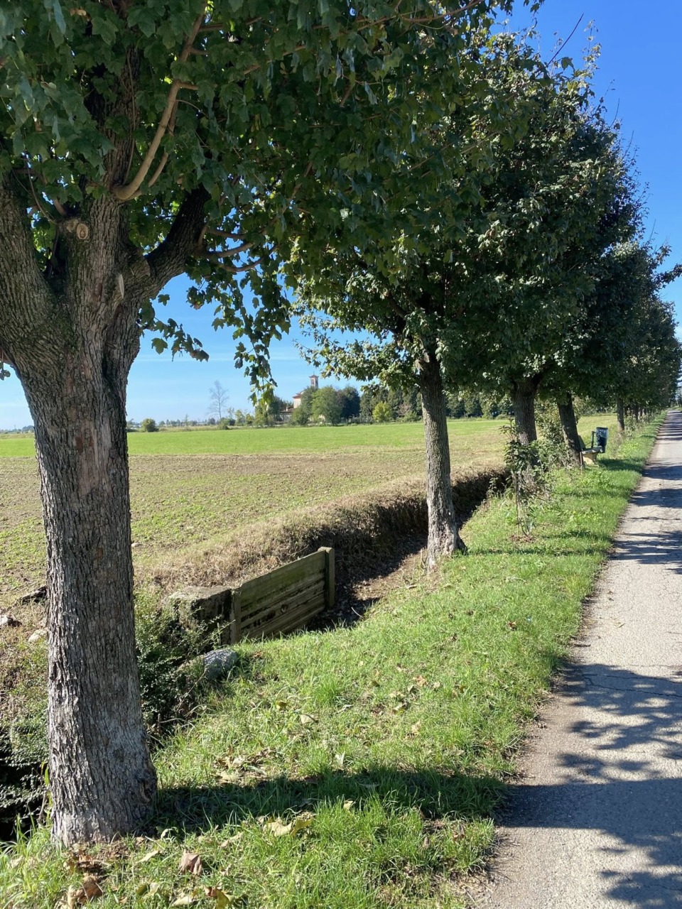 Via Madonna dei Campi, la “polemica degli alberi” lascia il Consiglio e anima i social