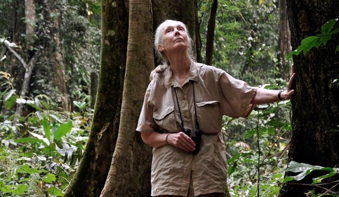 A Chiavari una conferenza dedicata a Jane Goodall e alla forza dello spirito femminile