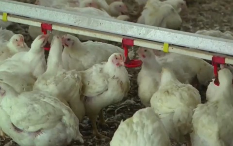 A Novara un focolaio di aviaria. Abbattuti migliaia di polli